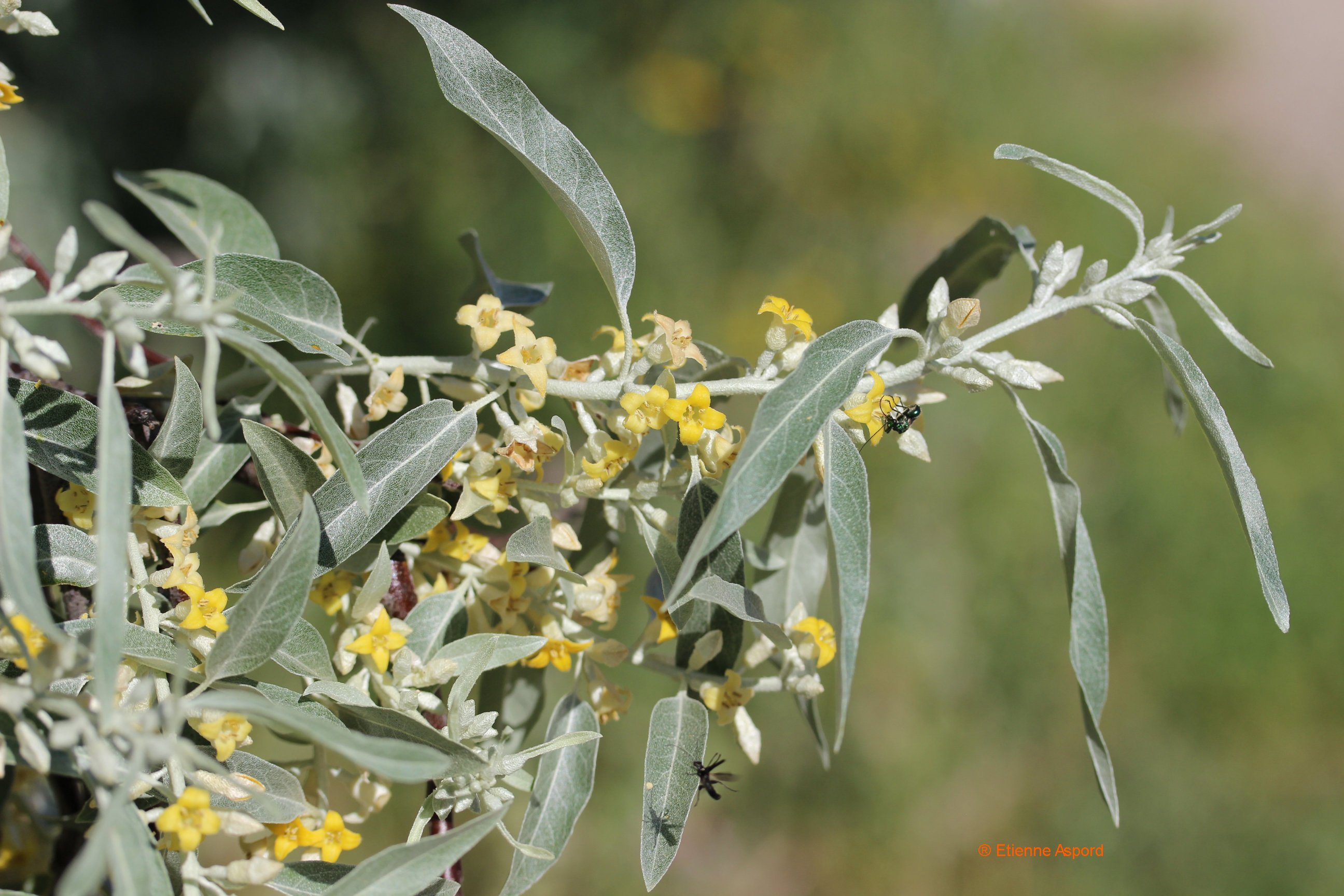 Elaeagnus angustifoliuselaeagnus angustifolia