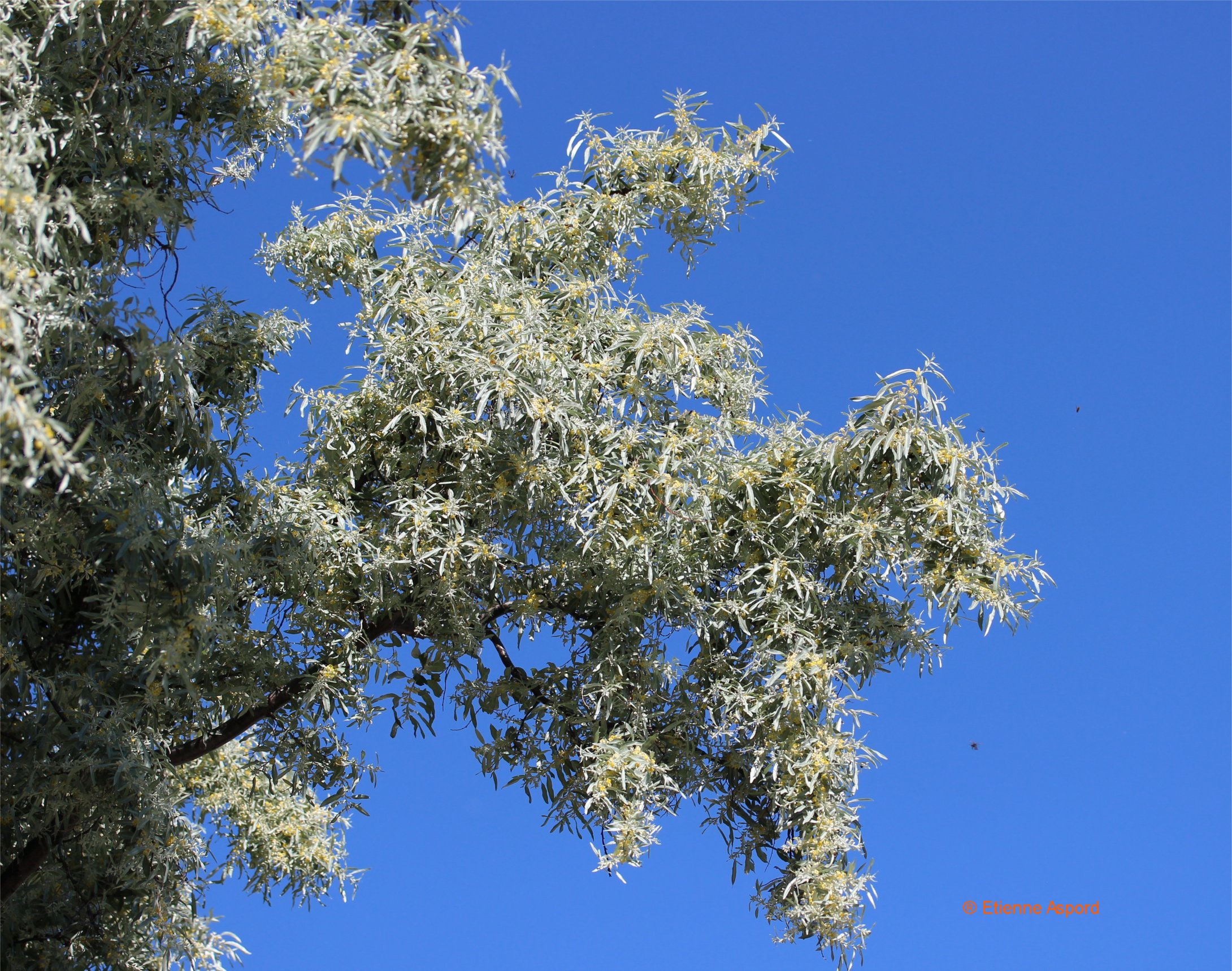 Elaeagnus angustifoliuselaeagnus angustifolia