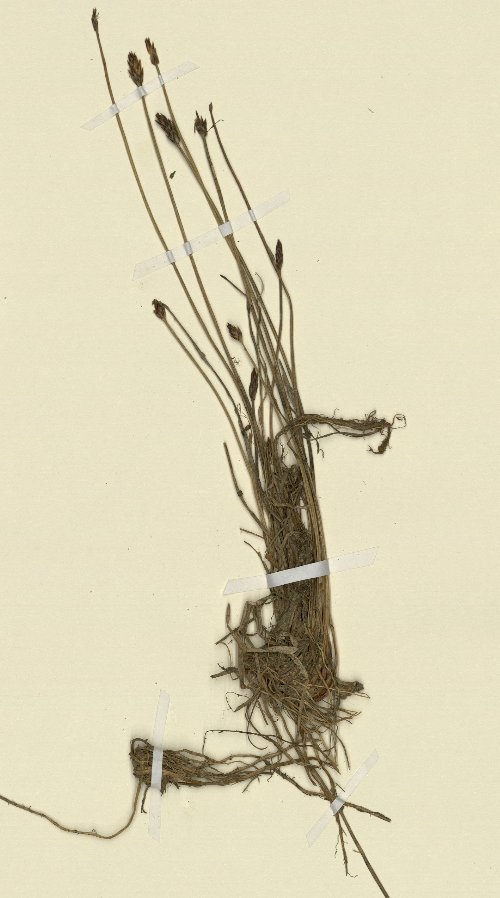 eleocharis uniglumis