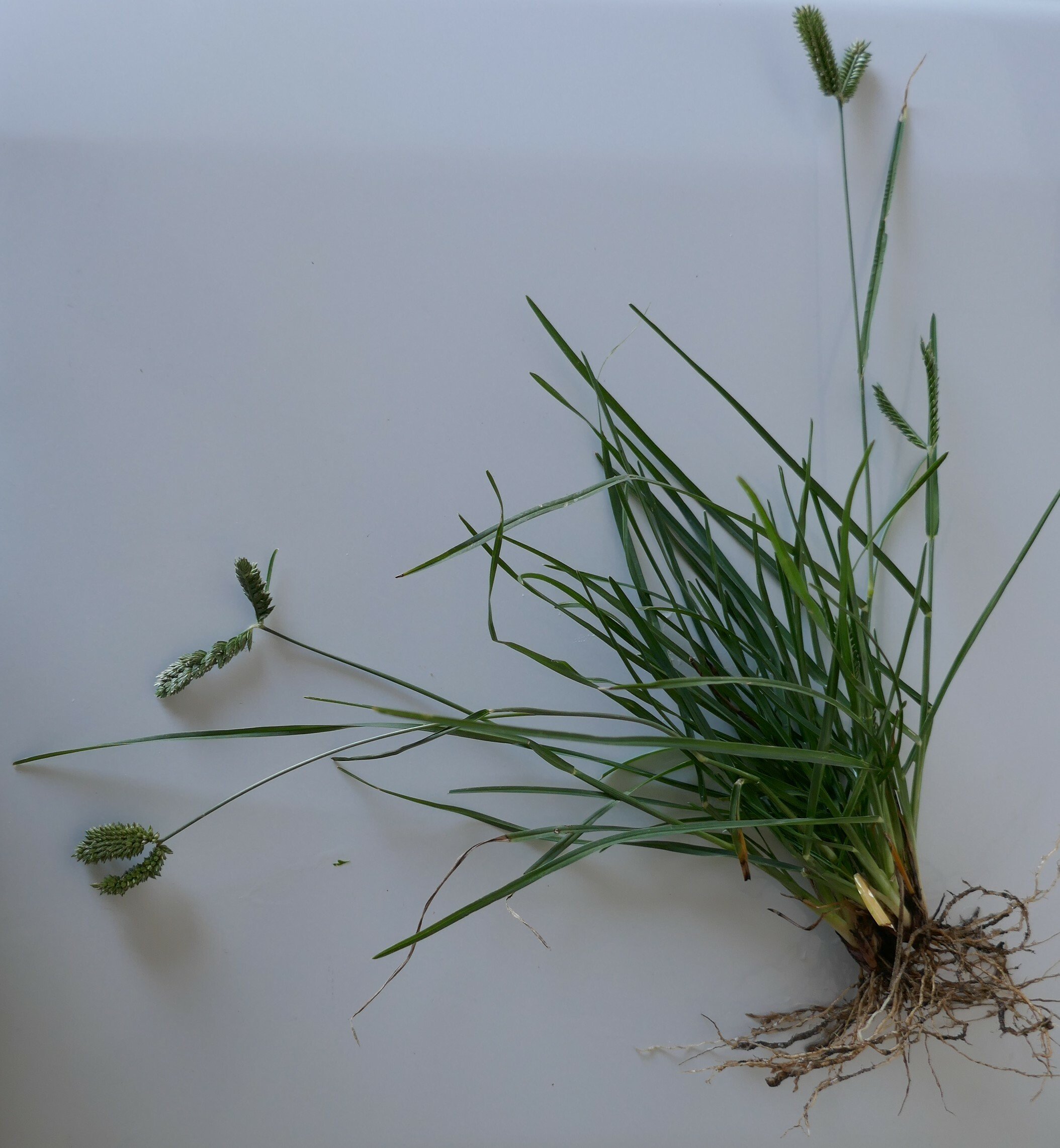 eleusine tristachya