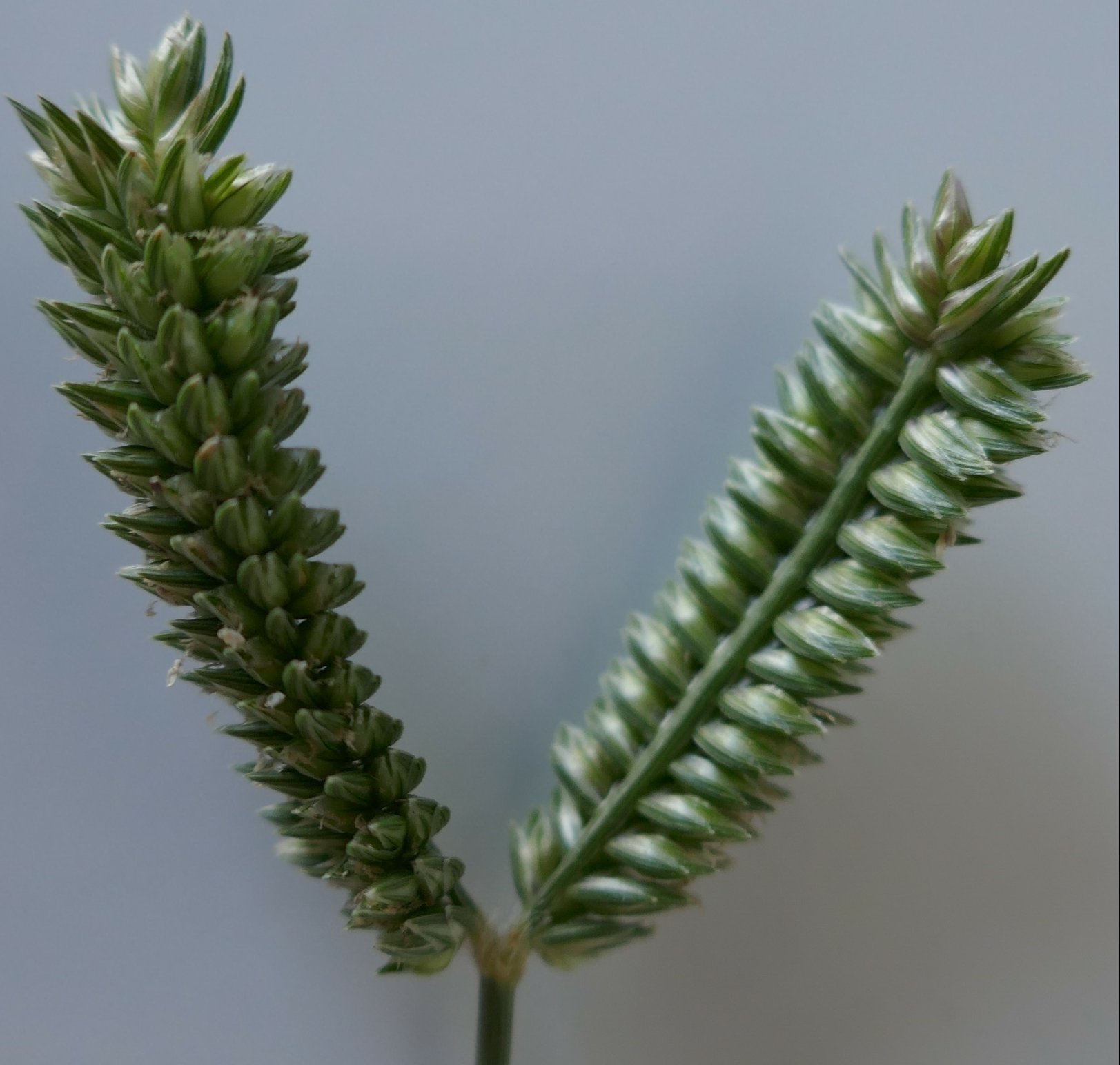 eleusine tristachya
