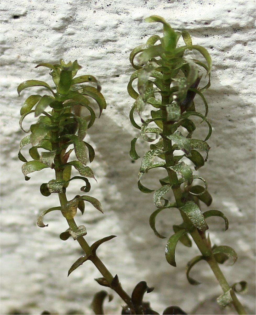 Elodea canadensiselodea canadensis