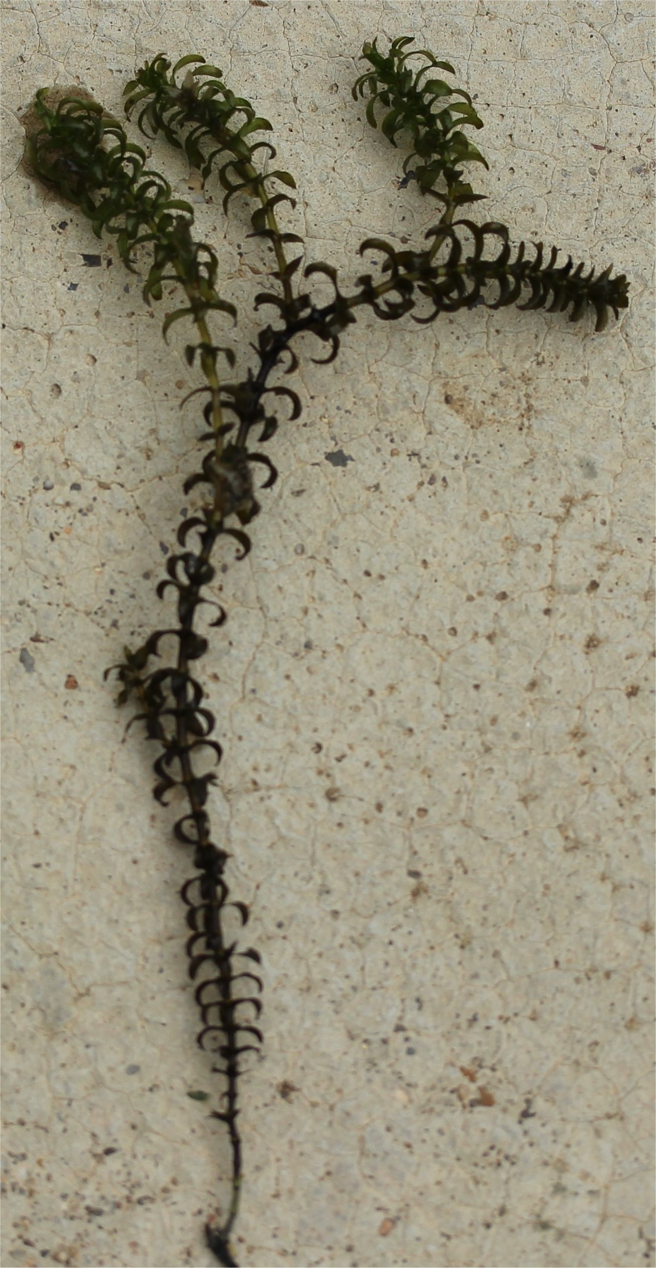 Elodea canadensiselodea canadensis