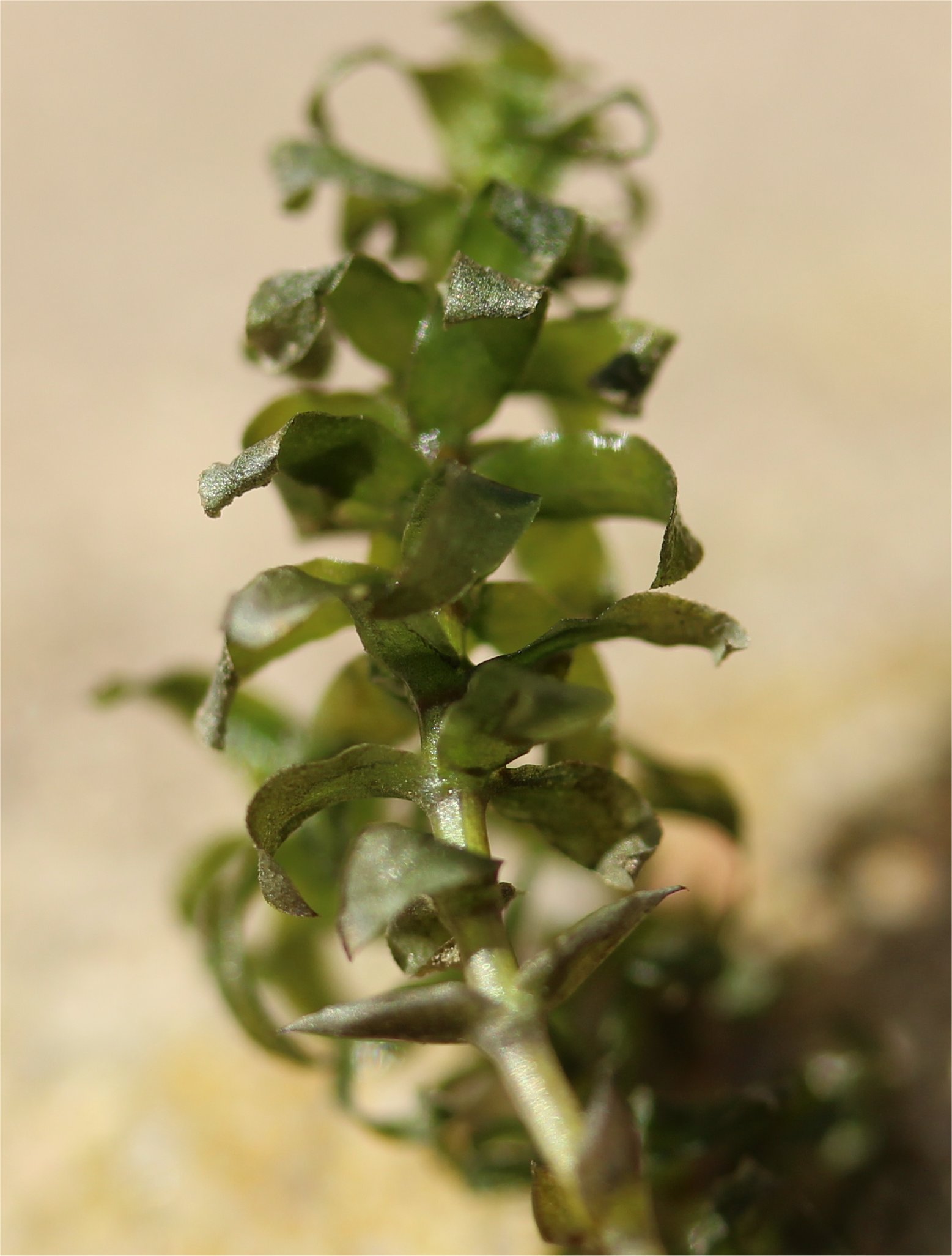 Elodea canadensiselodea canadensis