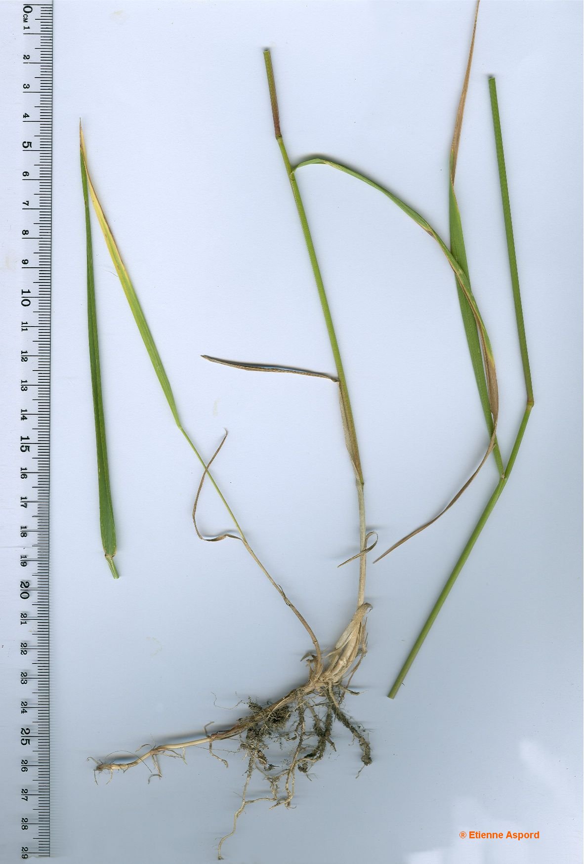 elytrigia repens 