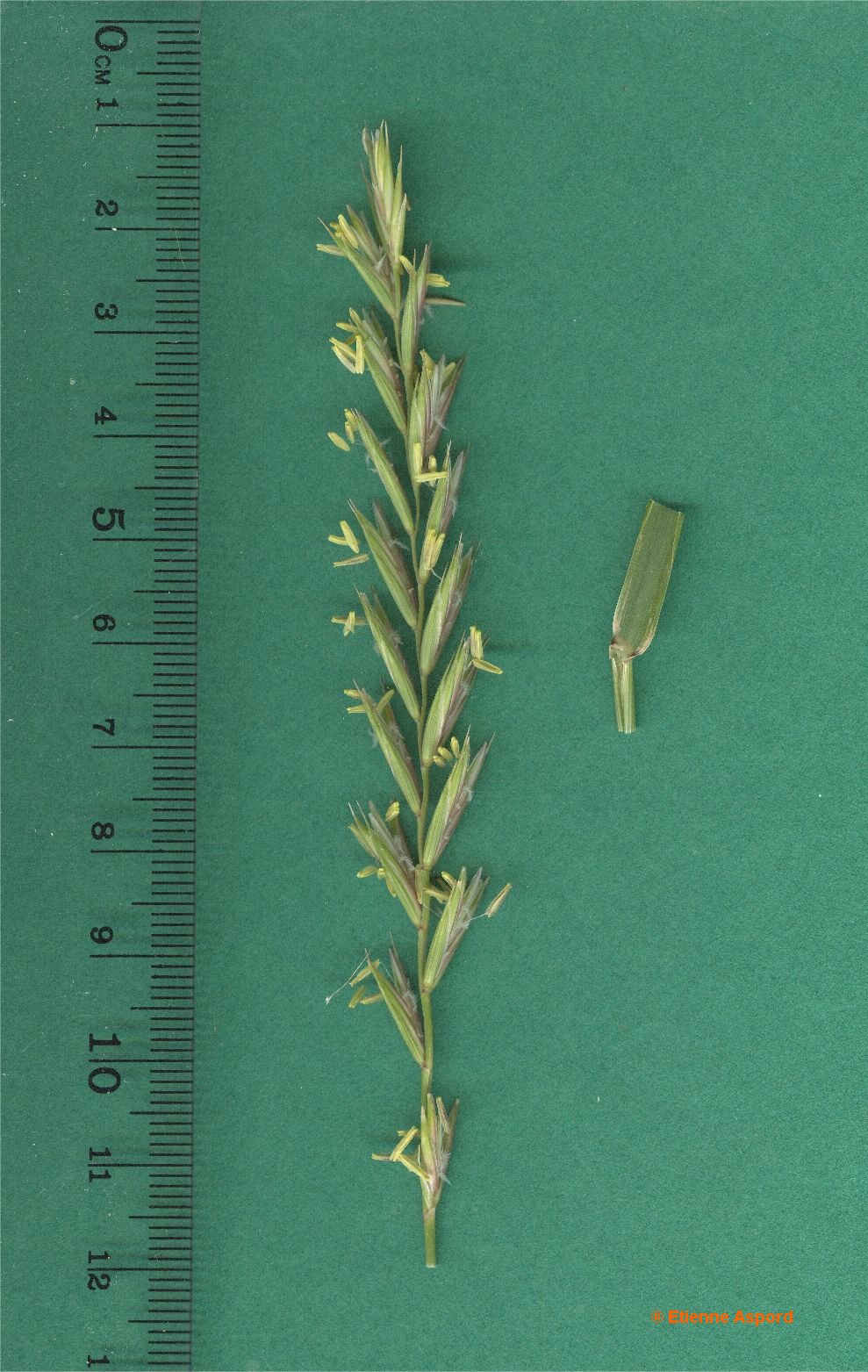 elytrigia repens 