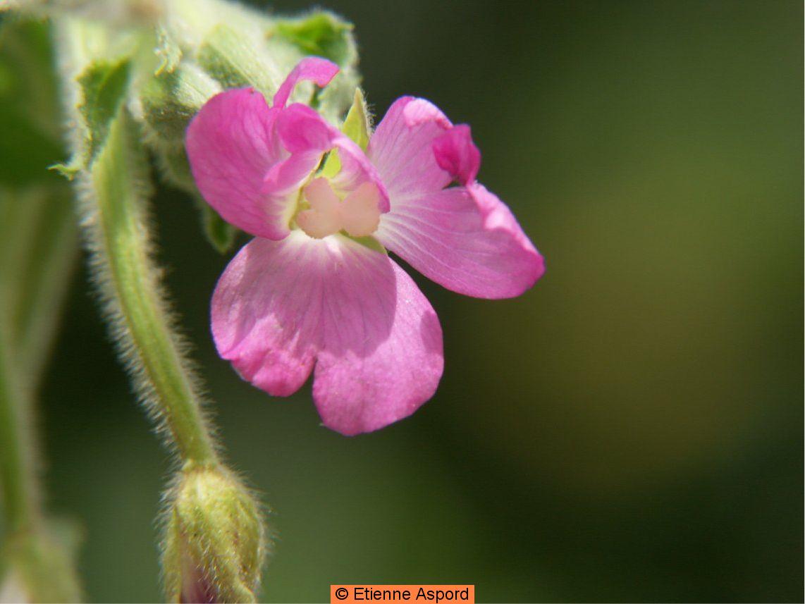 epilobium hirsutum