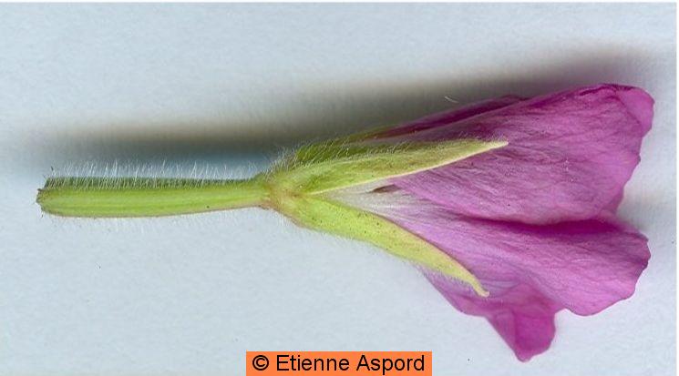 epilobium hirsutum