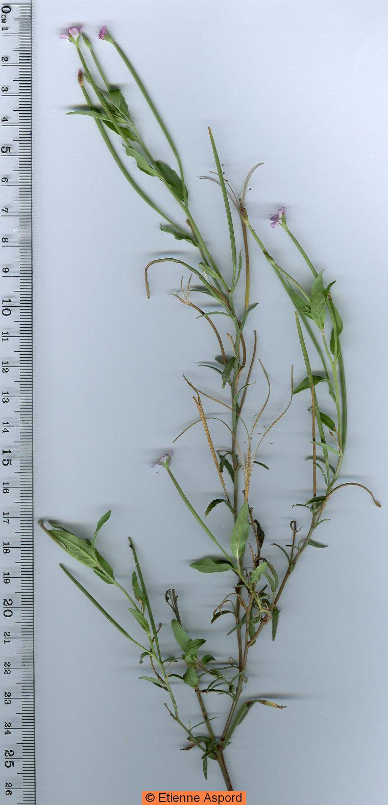 epilobium tetragonum