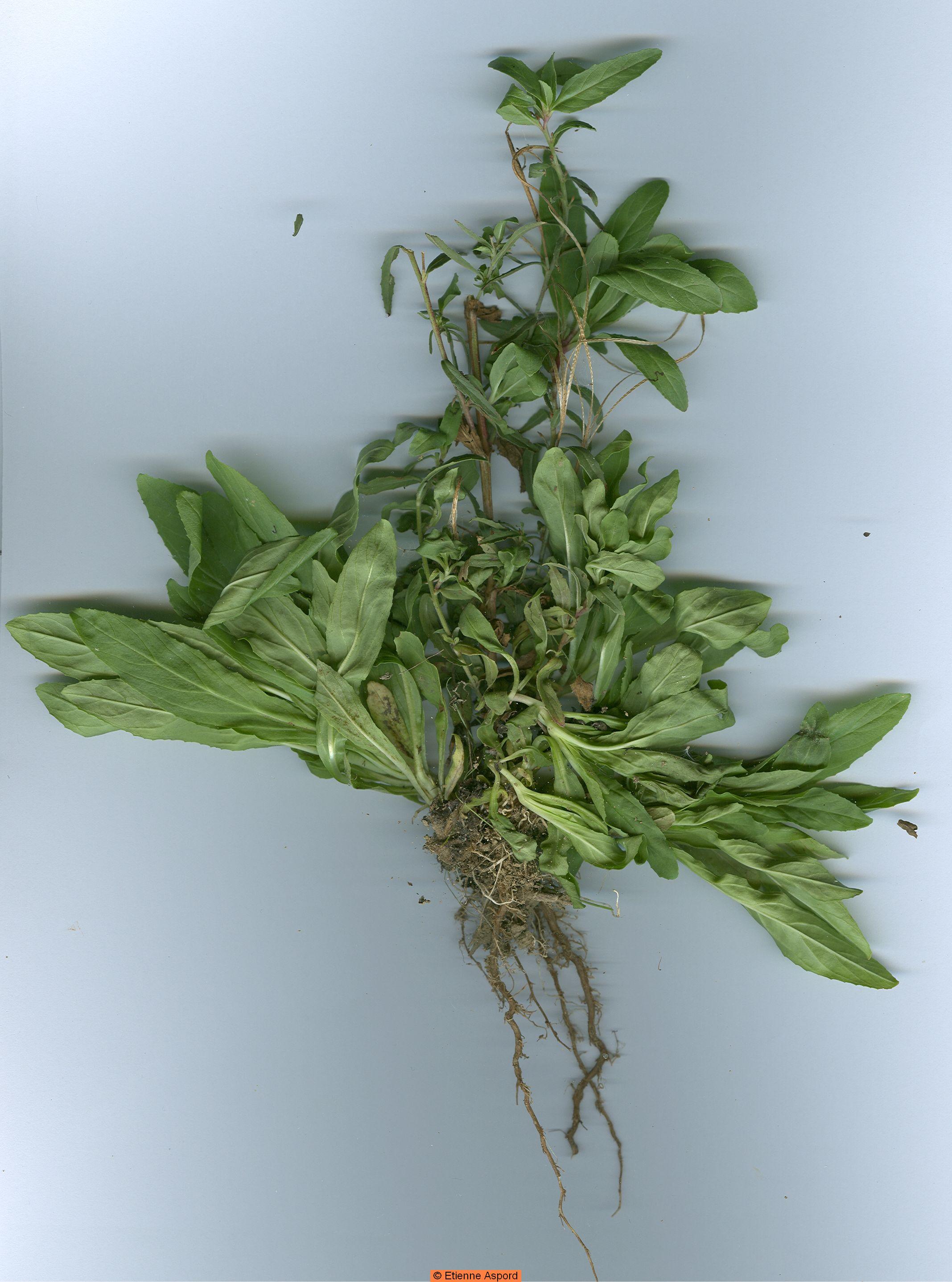 epilobium tetragonum