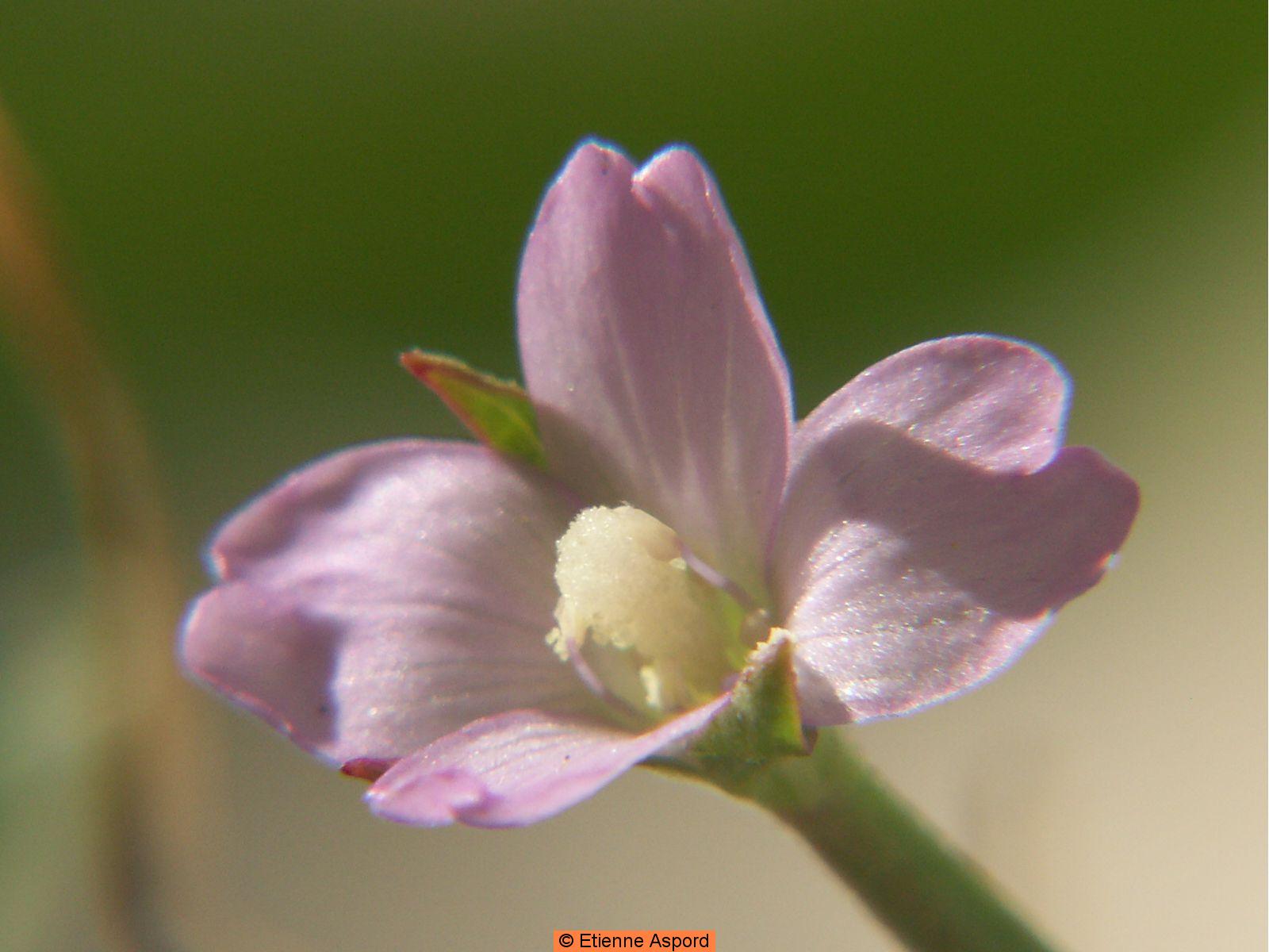 epilobium tetragonum