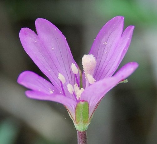 epilobium tetragonum subsp tournefortii