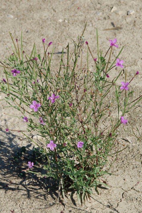epilobium tetragonum subsp tournefortii