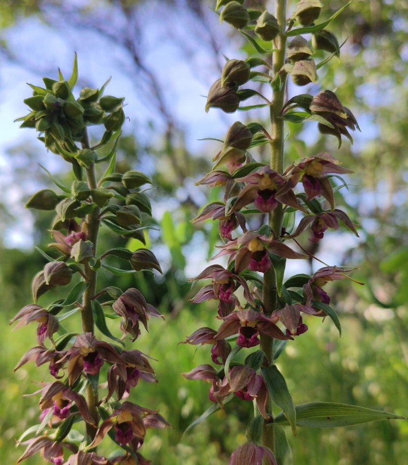 epipactis helleborine subsp tremolsii
