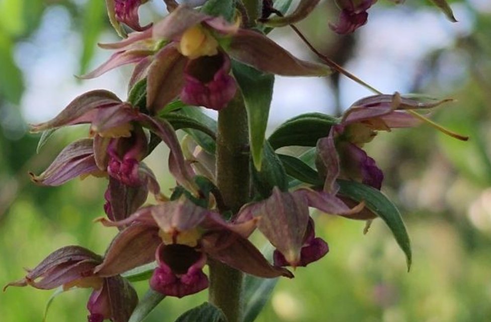 epipactis helleborine subsp tremolsii