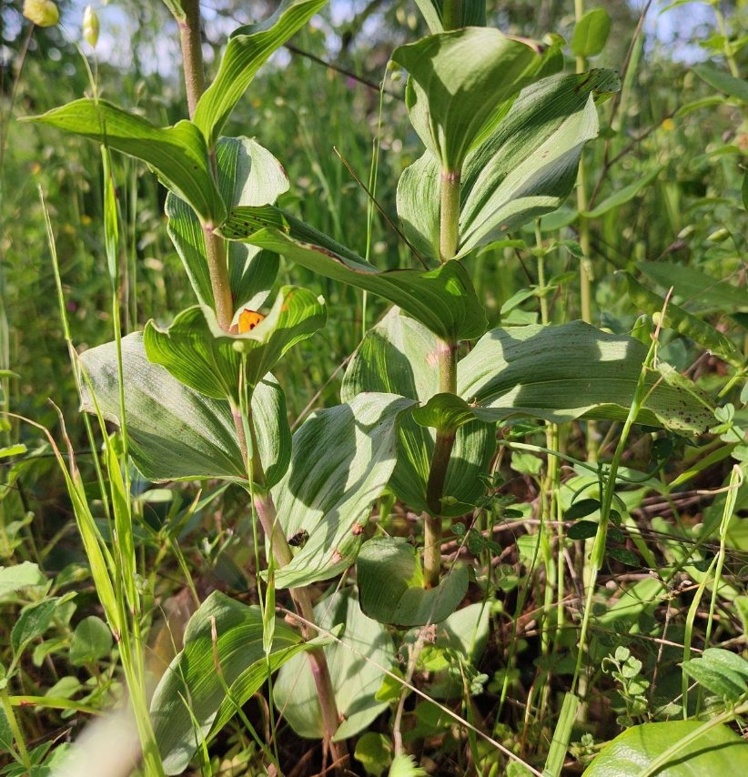 epipactis helleborine subsp tremolsii