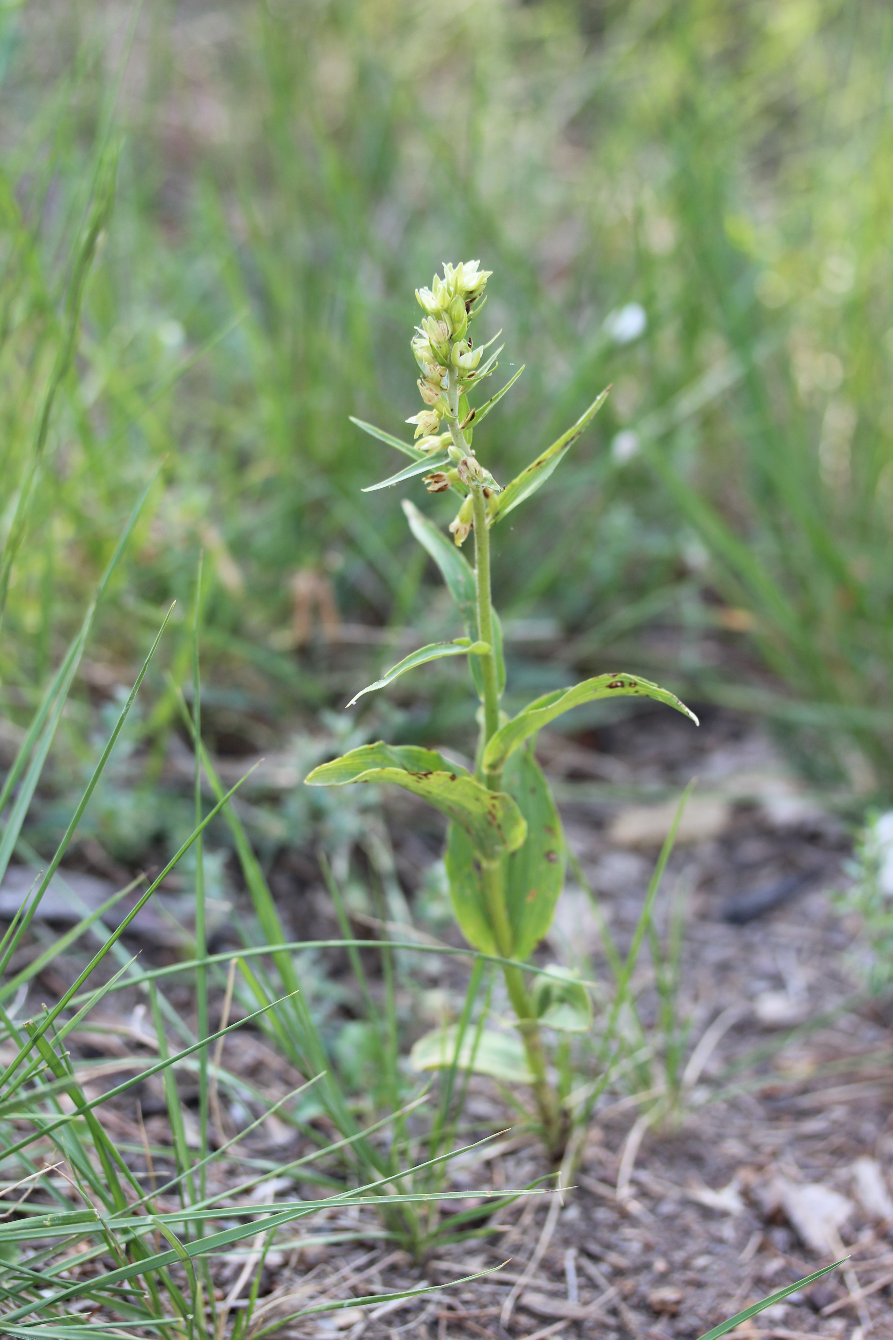 epipactis muelleri
