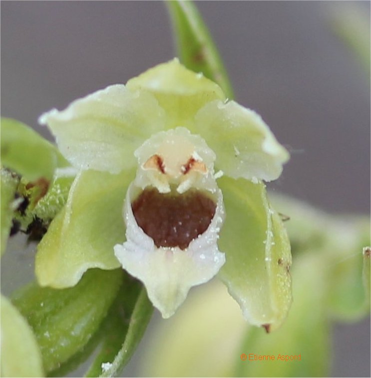 epipactis muelleri