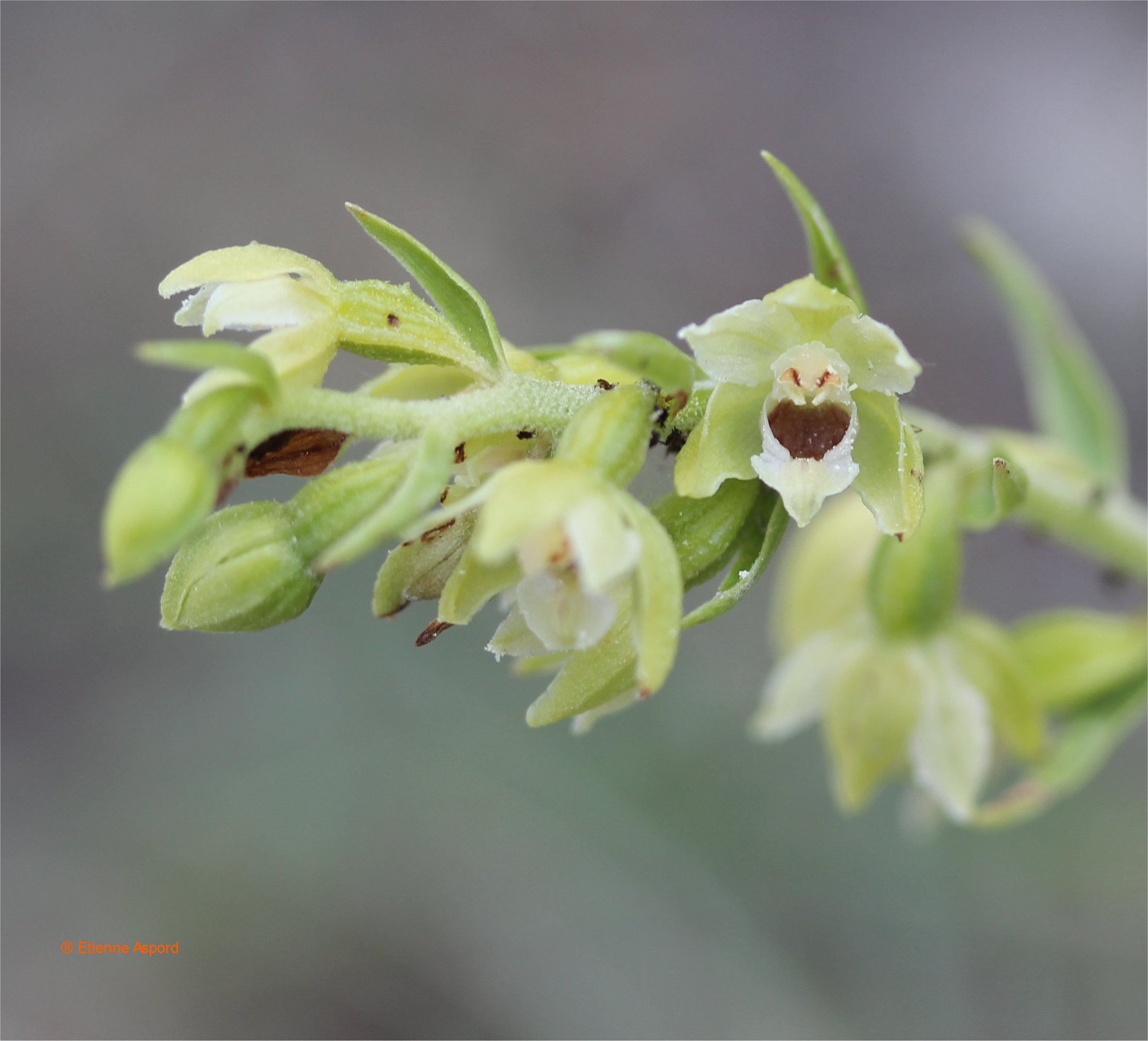 epipactis muelleri