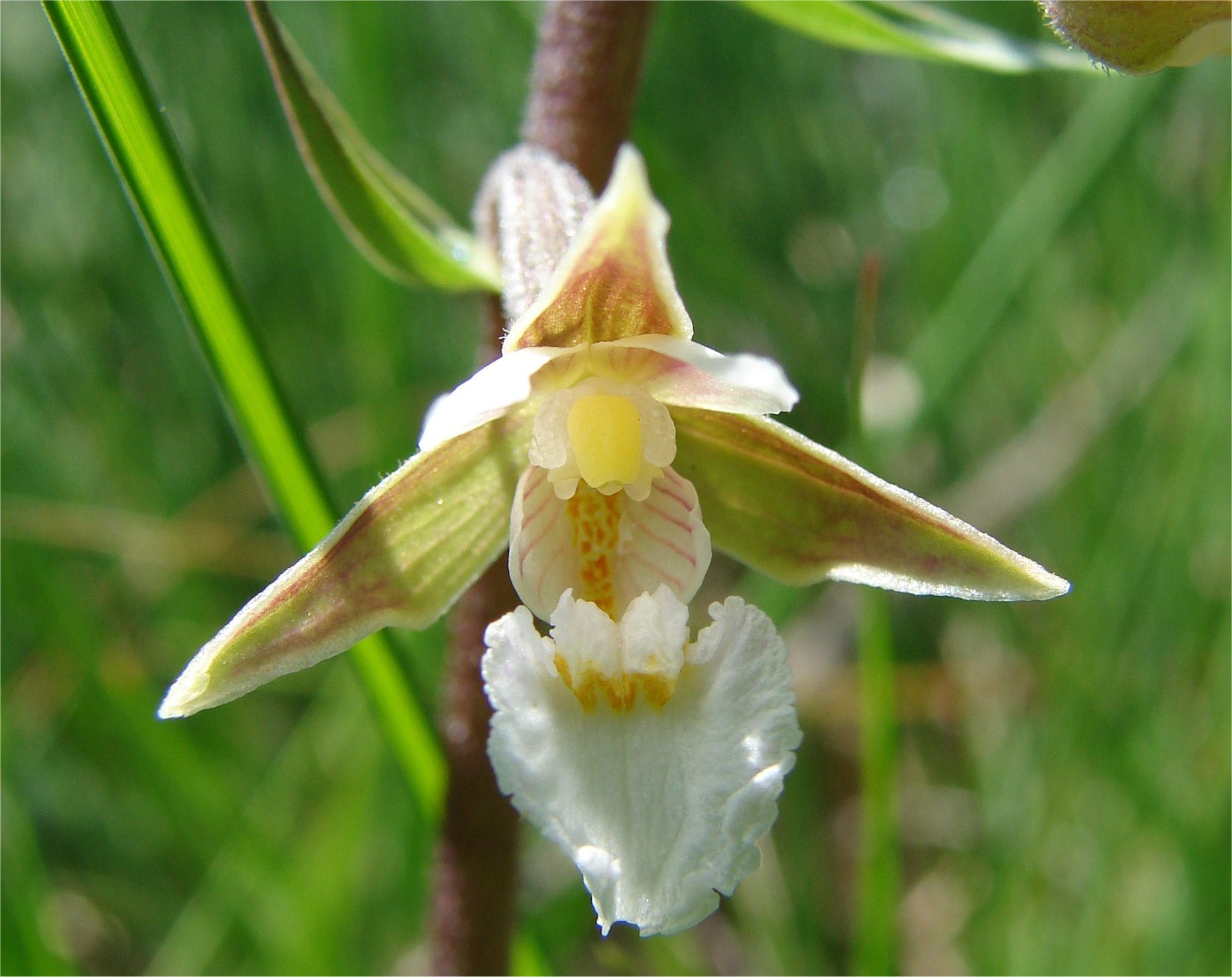 epipactis palustris