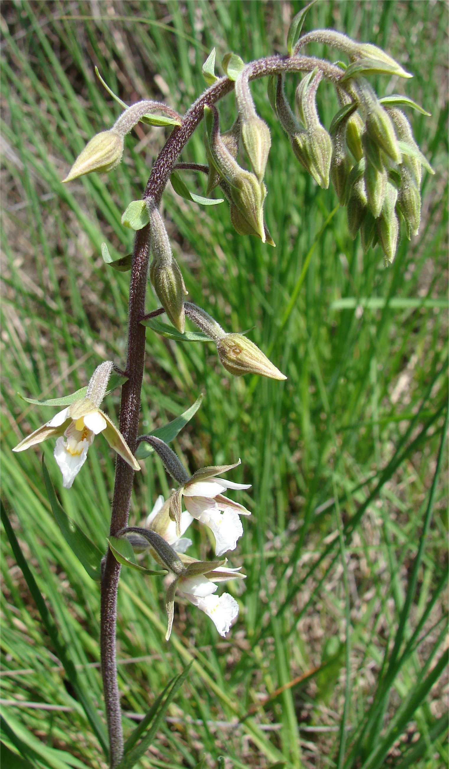 epipactis palustris