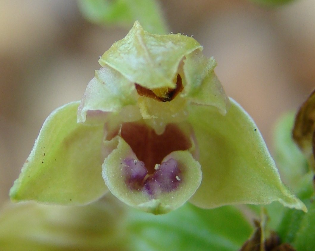 epipactis provincialis