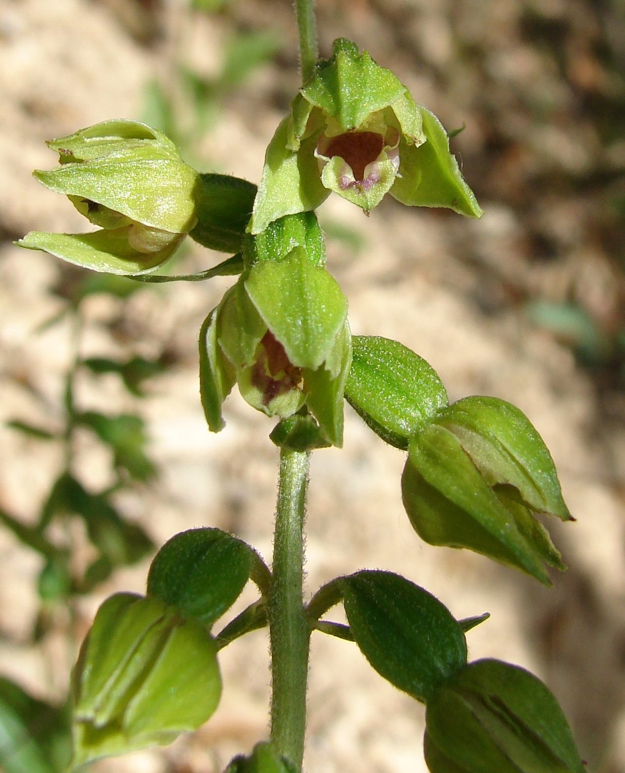 epipactis provincialis