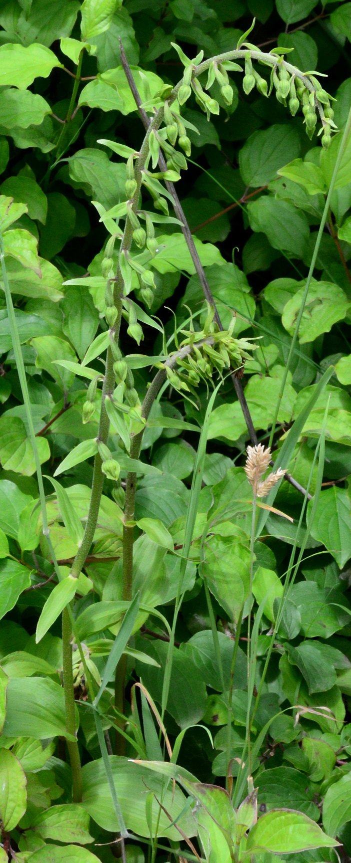 epipactis rhodanensis