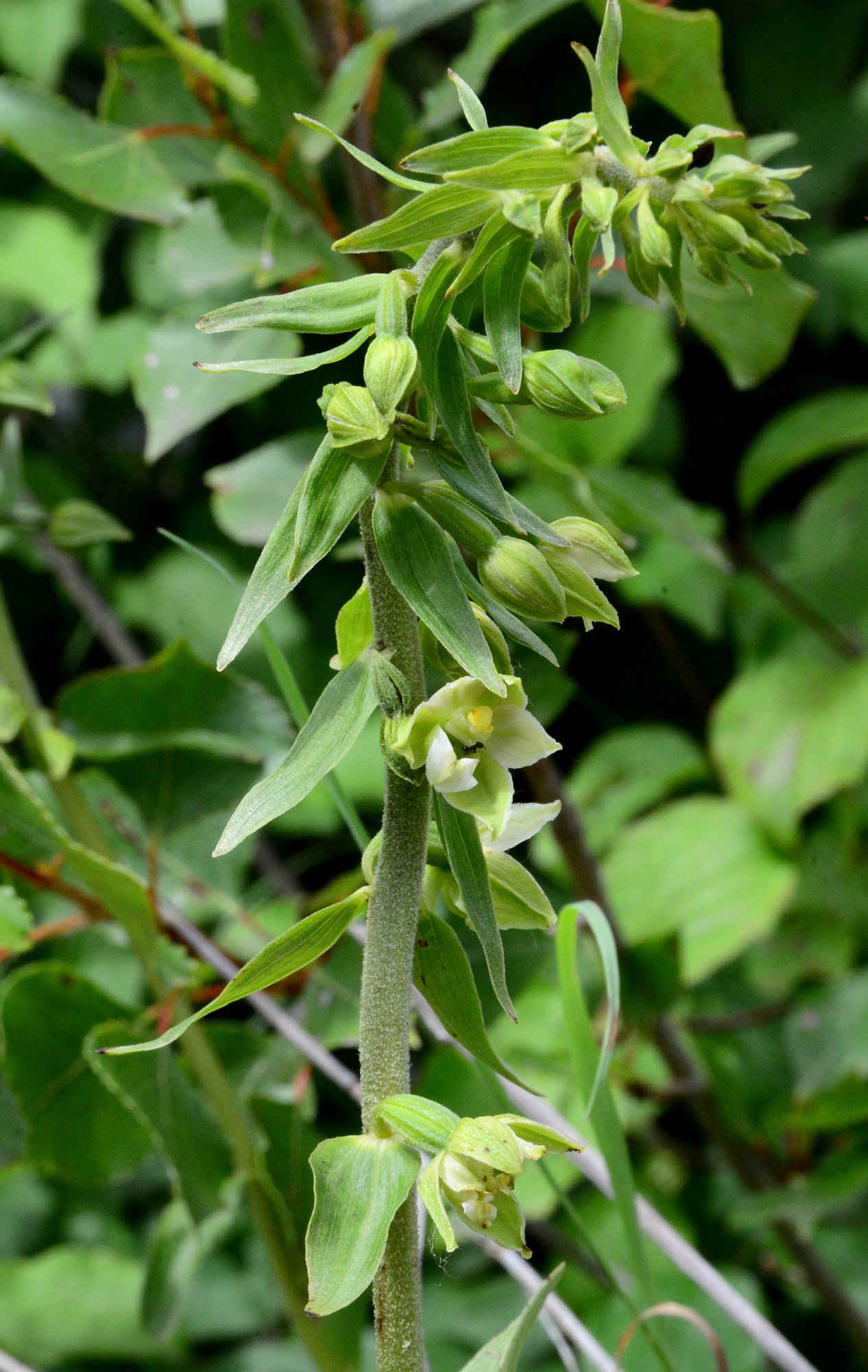 epipactis rhodanensis