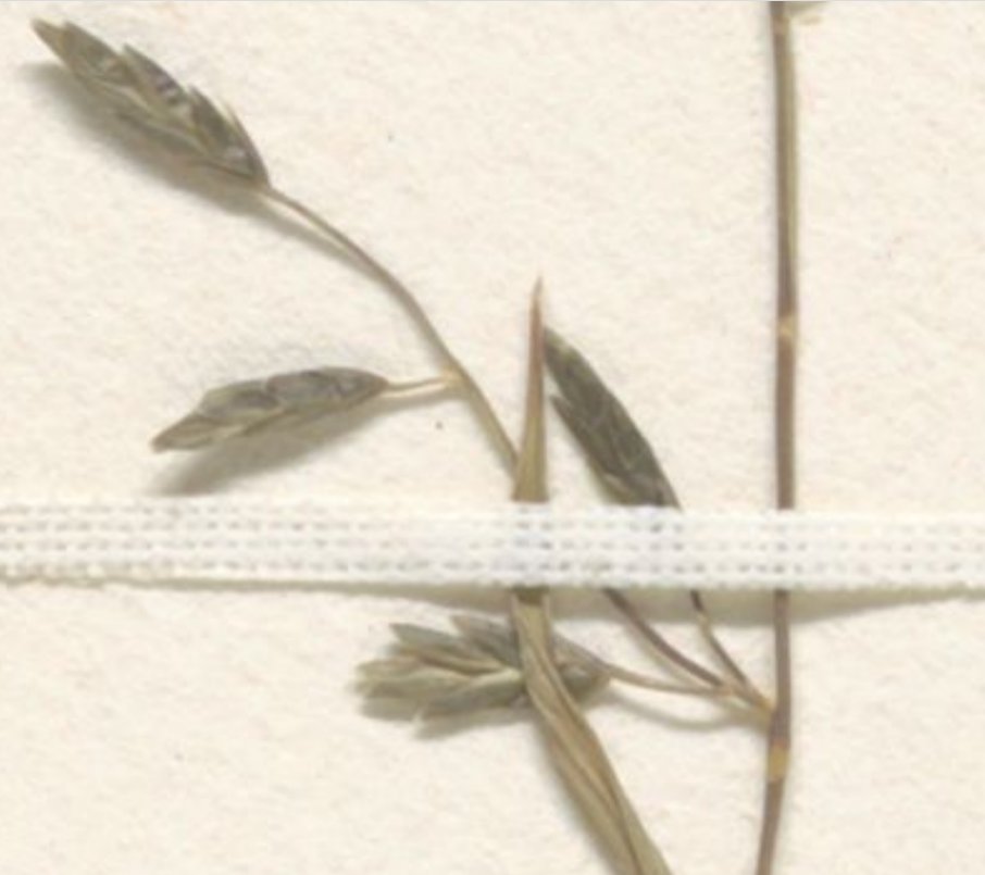 eragrostis barrelieri