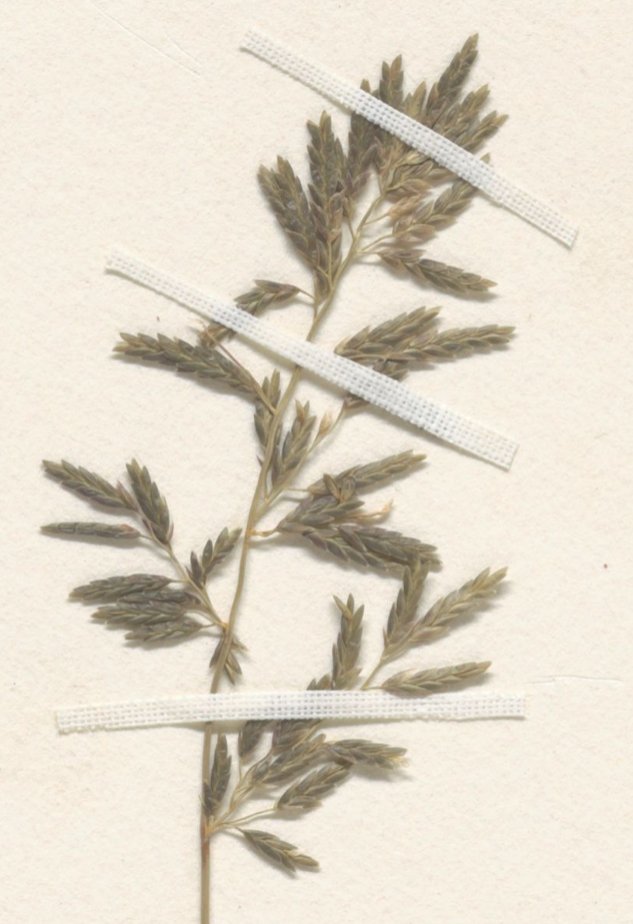 eragrostis barrelieri
