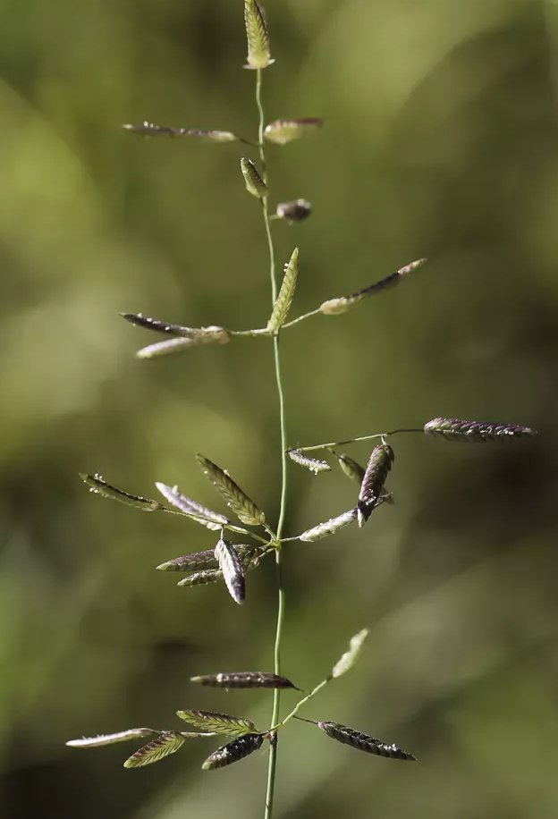 eragrostis cilianensis