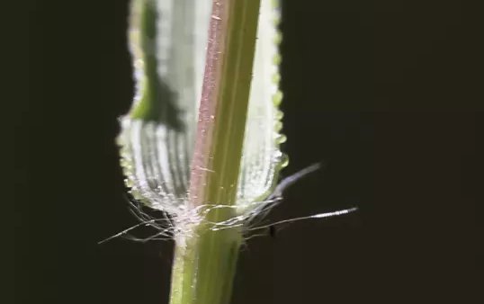 eragrostis cilianensis