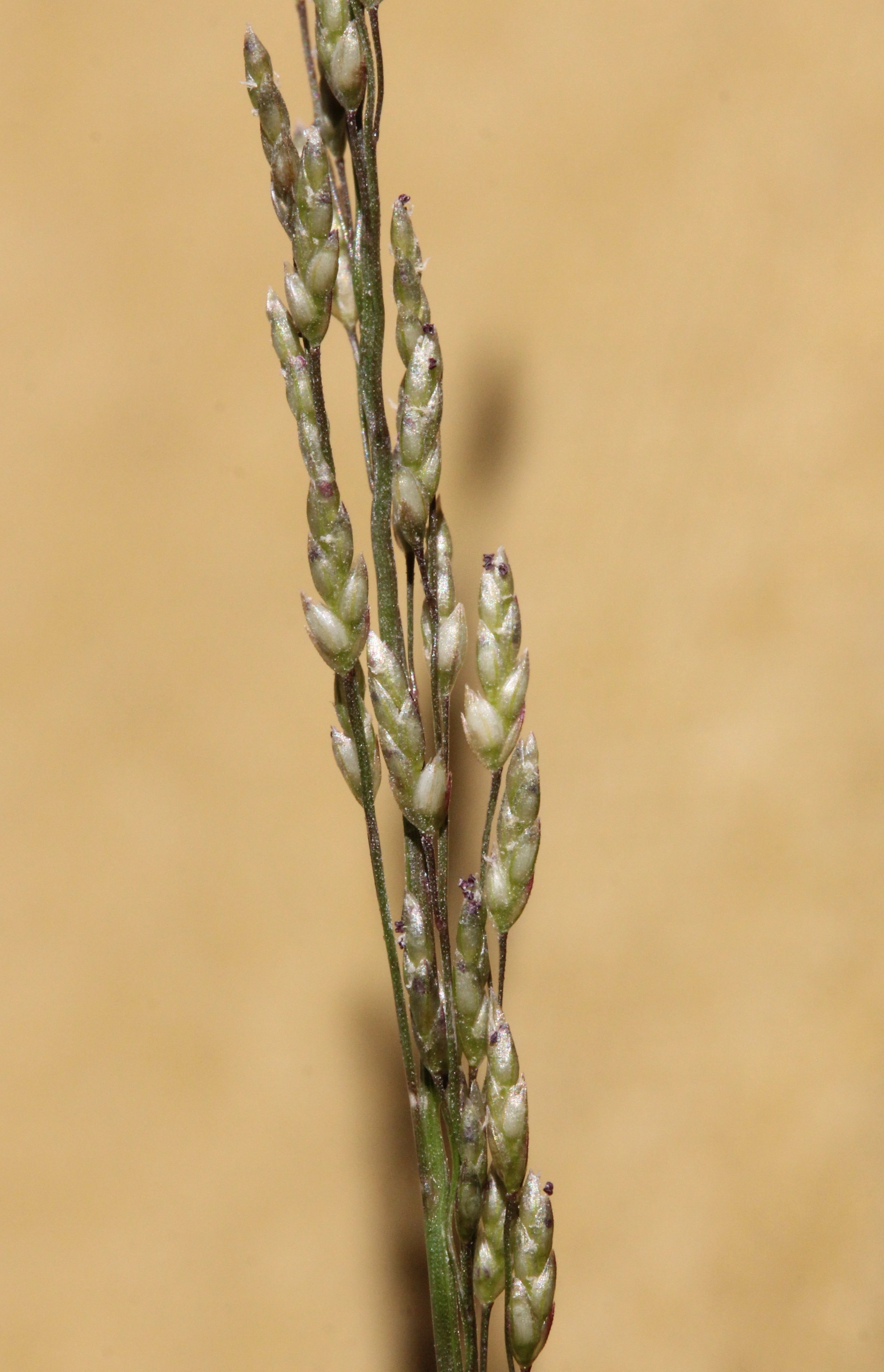 eragrostis mexicana