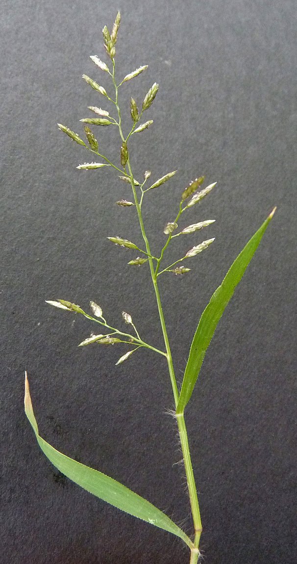 eragrostis minor