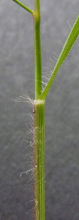 eragrostis minor