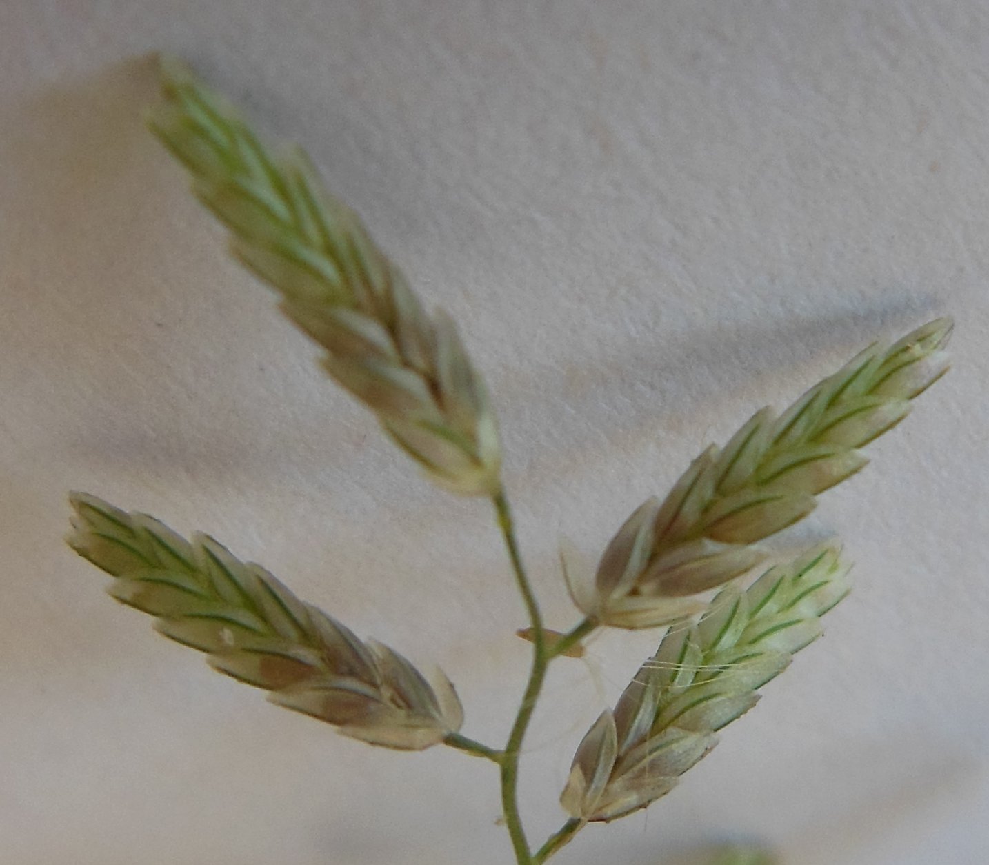 eragrostis minor