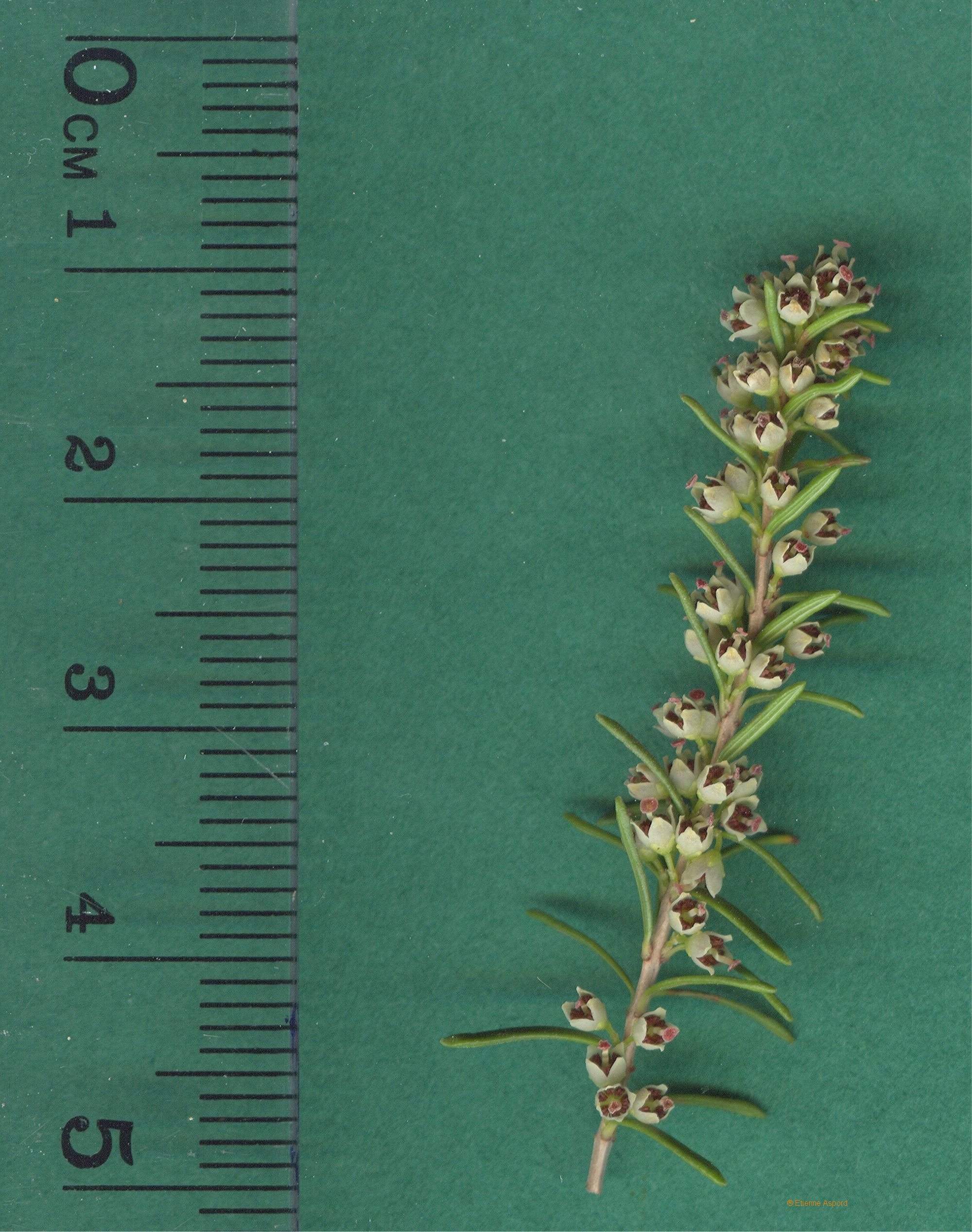 erica scoparia