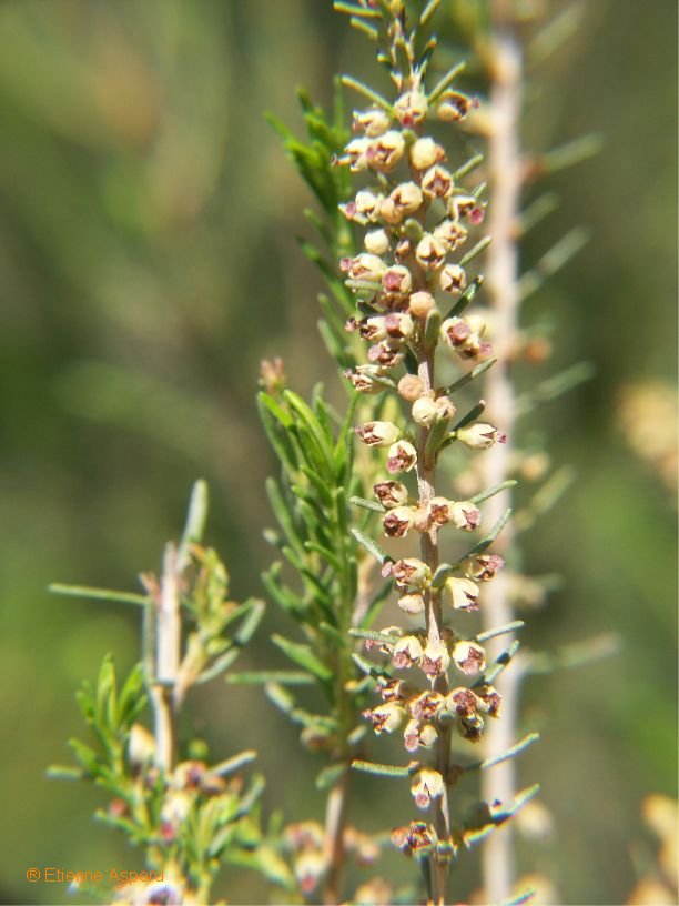 erica scoparia