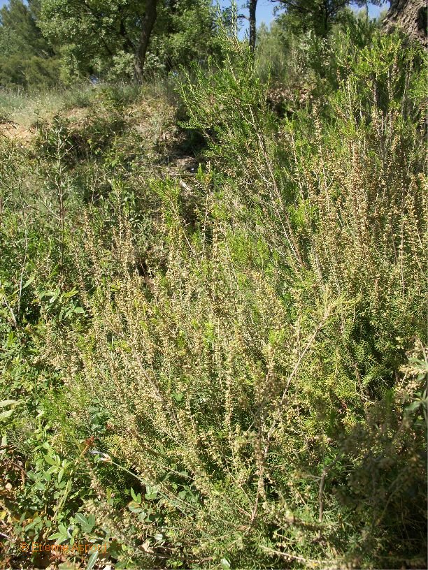 erica scoparia