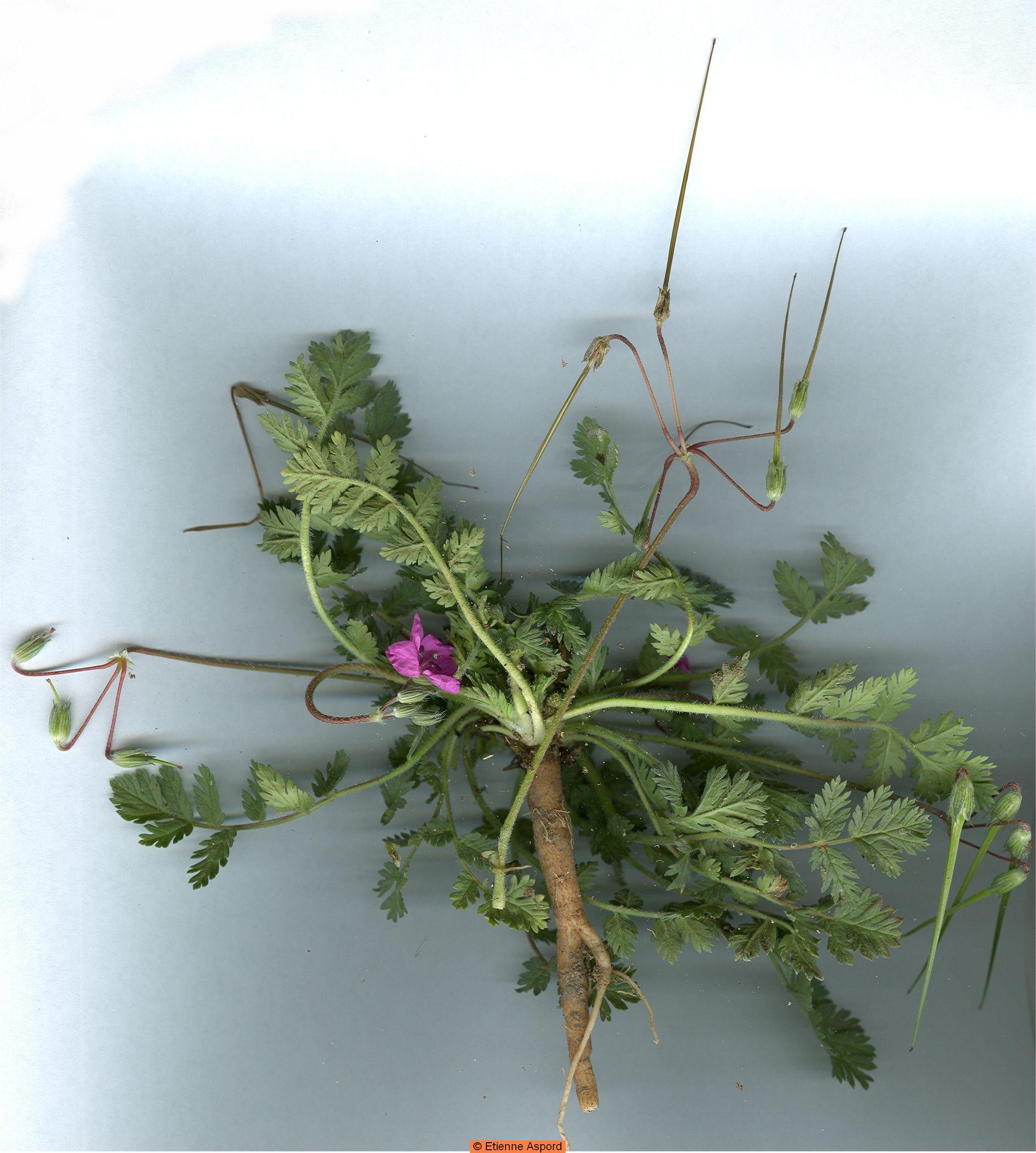 erodium acaule