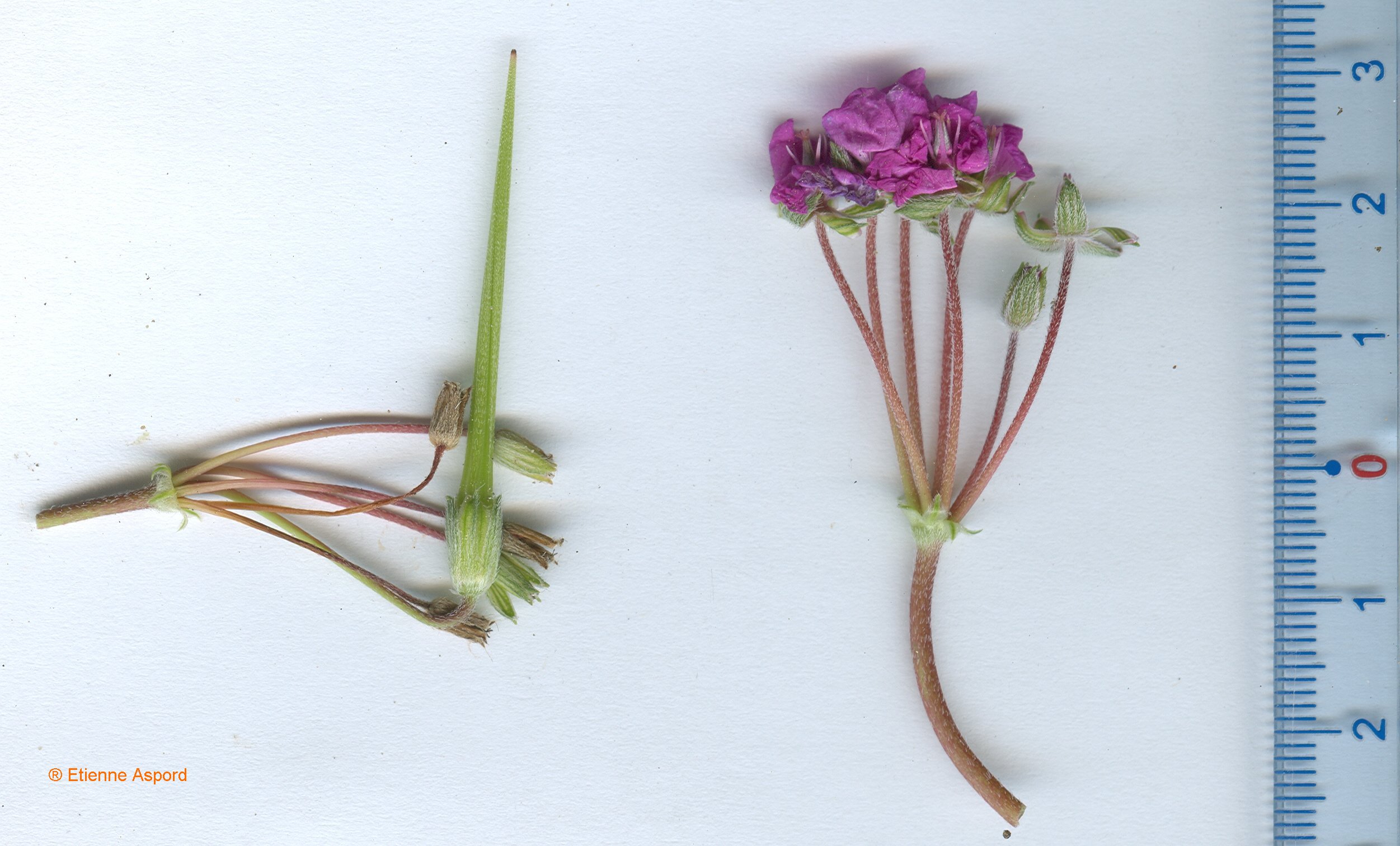 erodium acaule