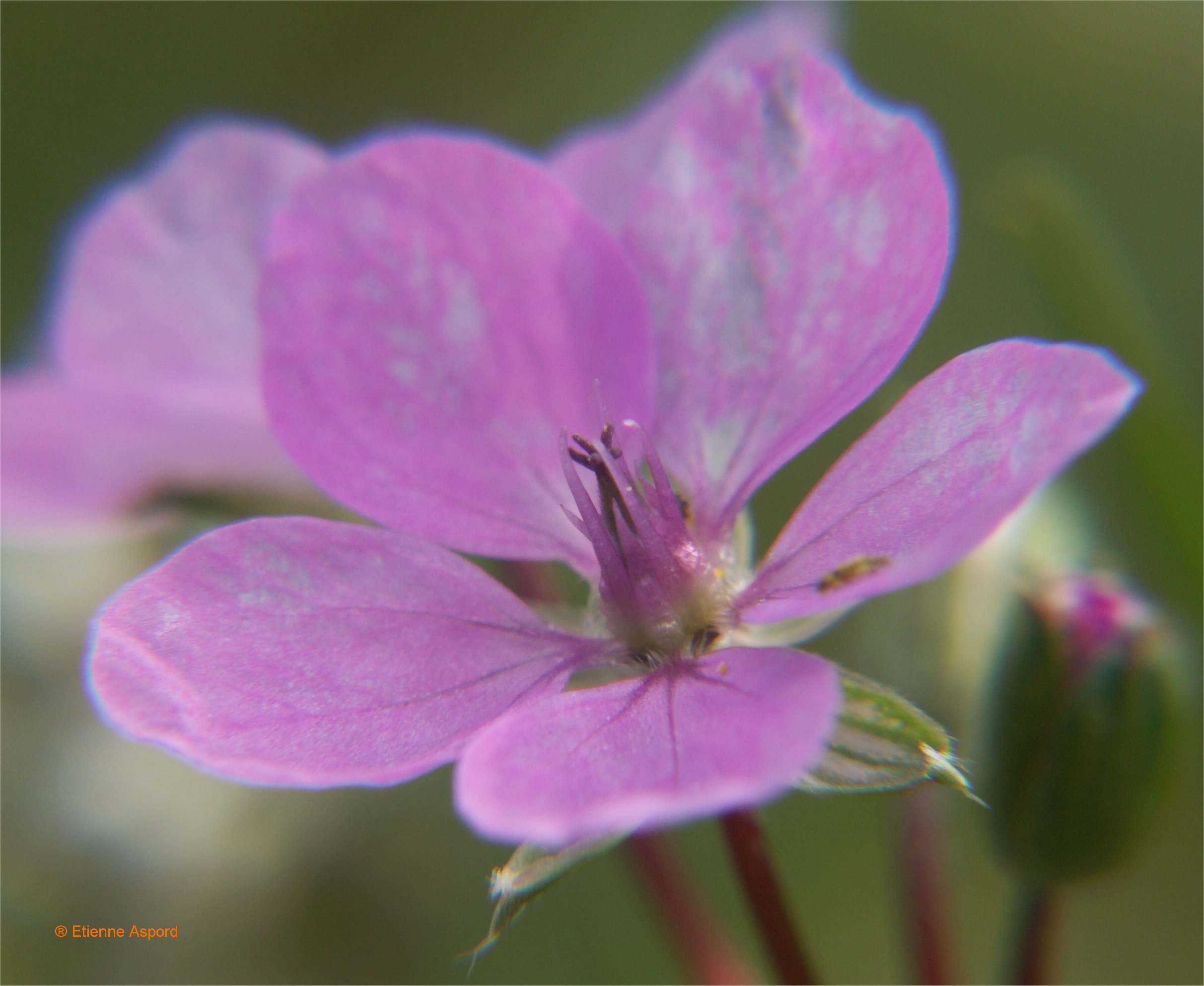 erodium acaule