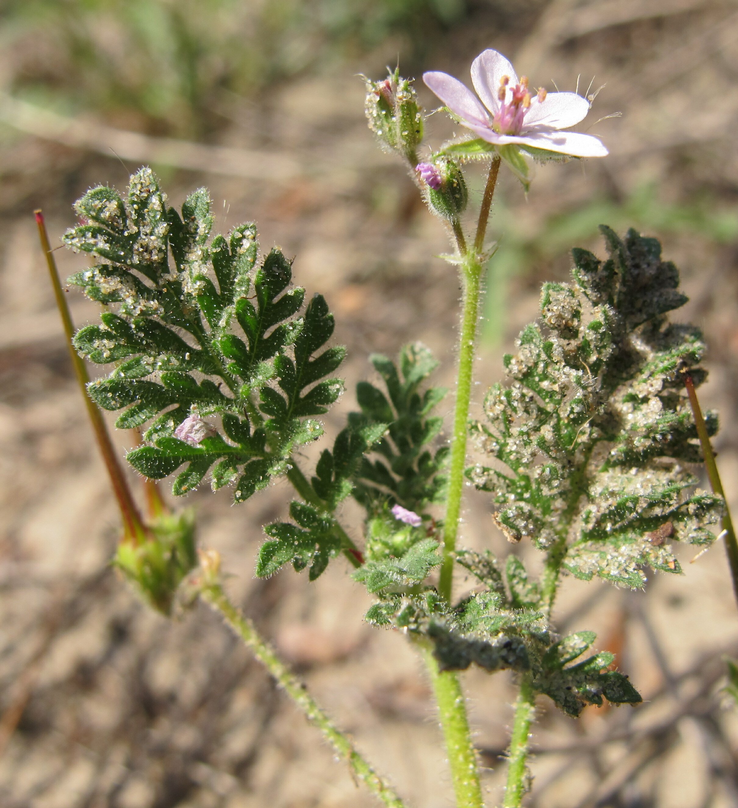 erodium lebelii
