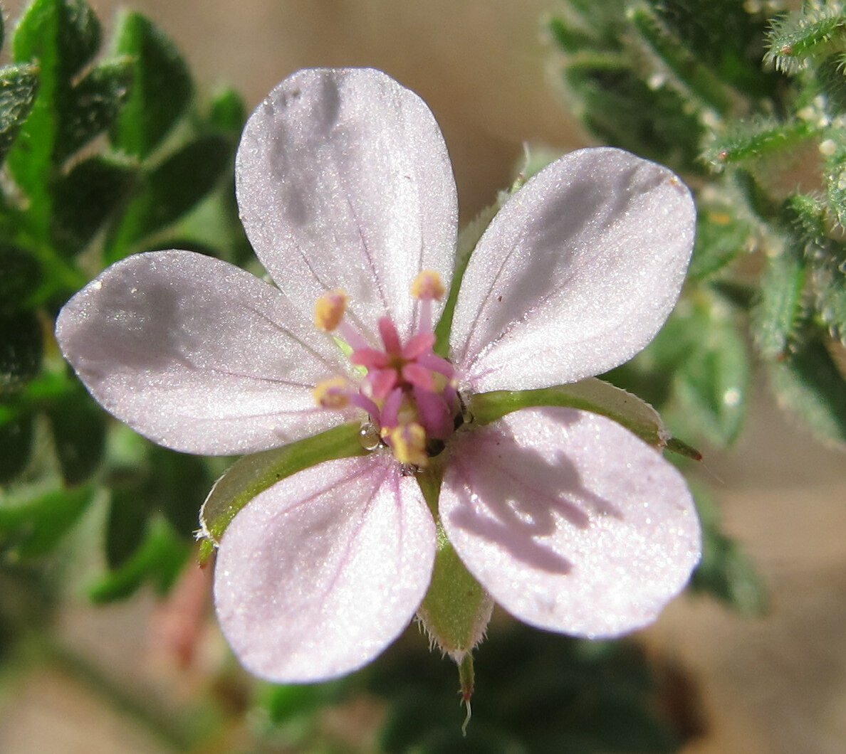 erodium lebelii