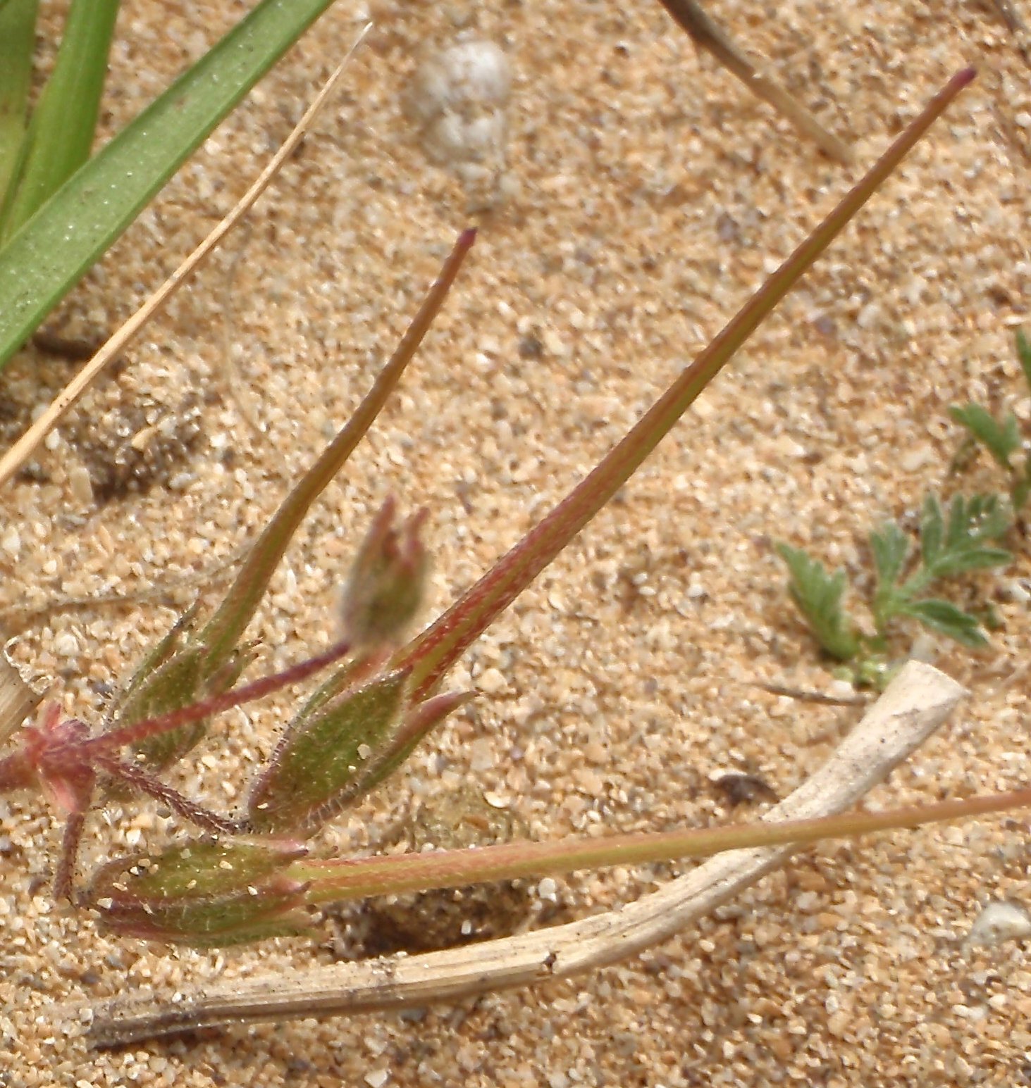 erodium lebelii