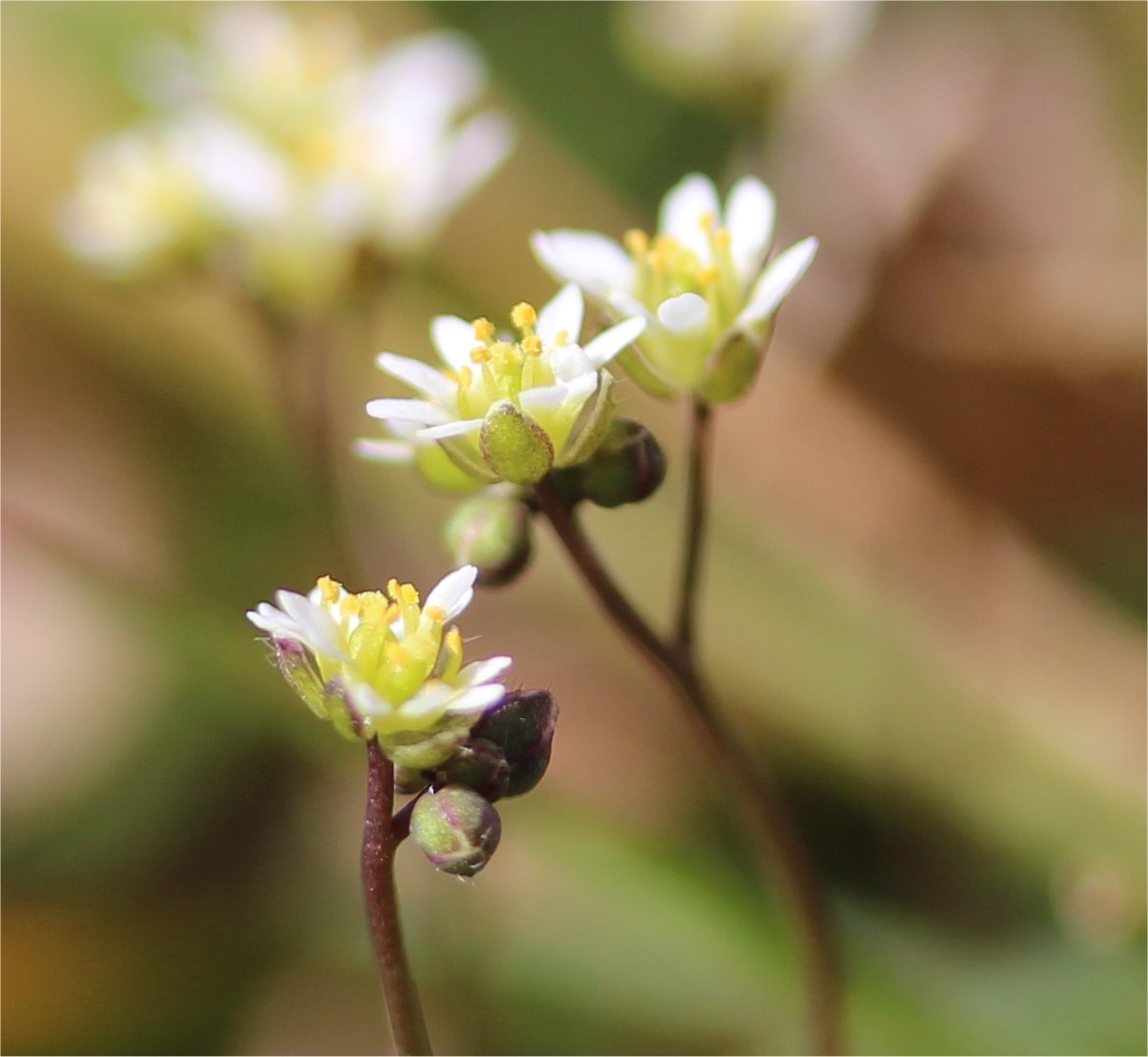 Draba vernaDraba verna