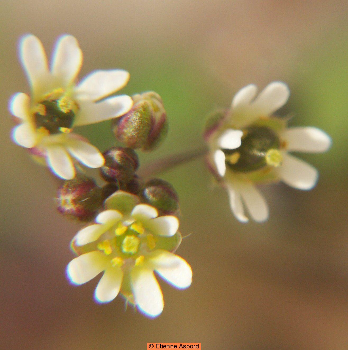 Draba vernaDraba verna