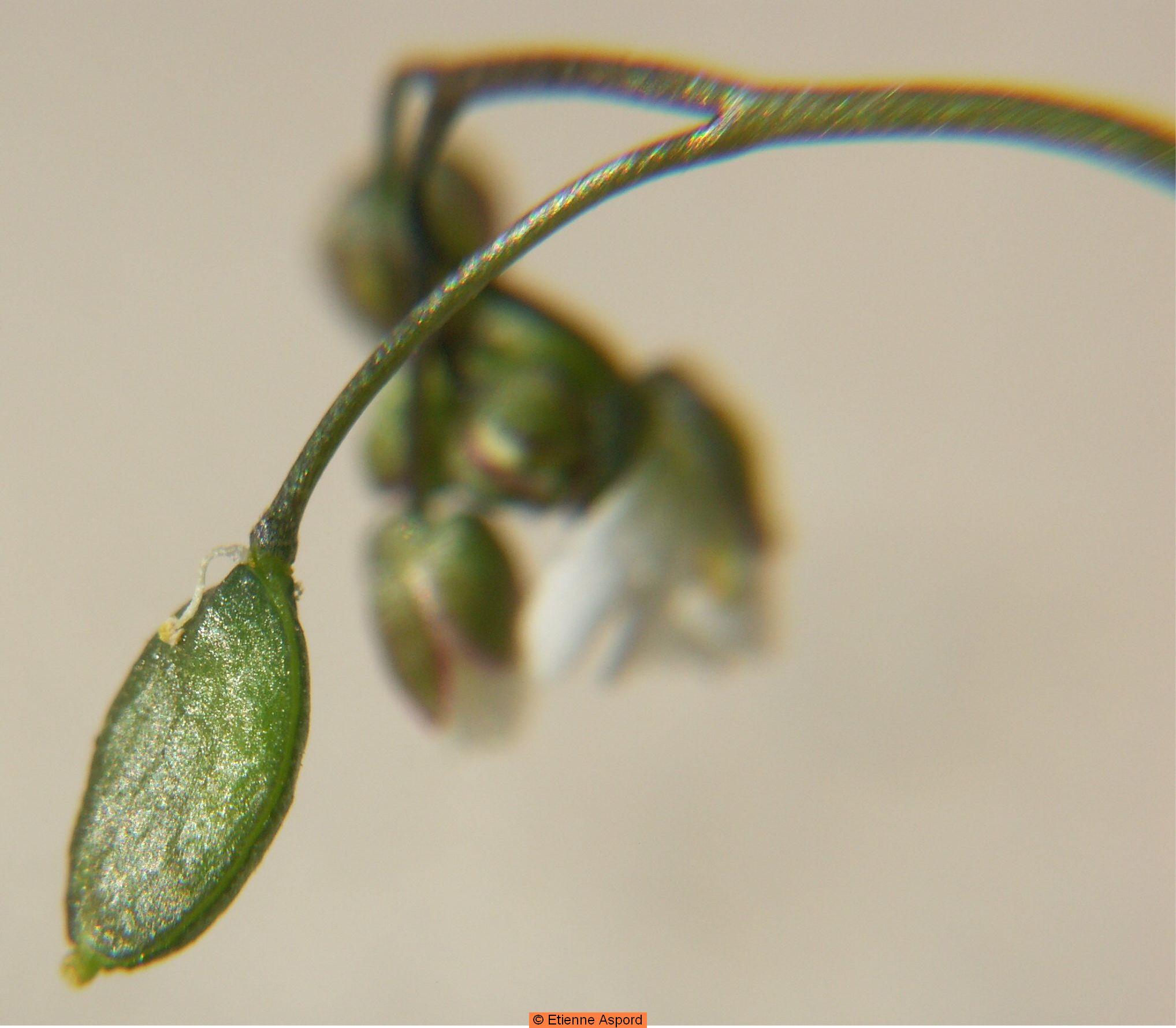 Draba vernaDraba verna