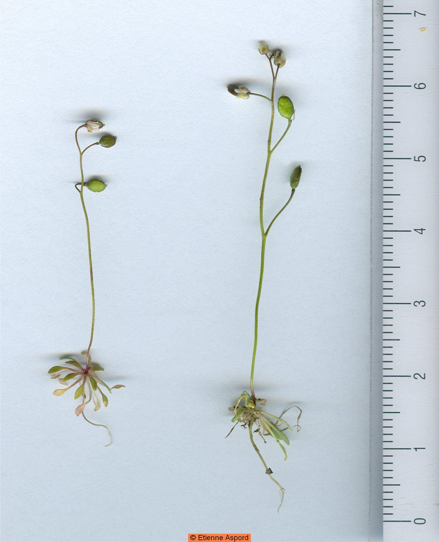 Draba vernaDraba verna